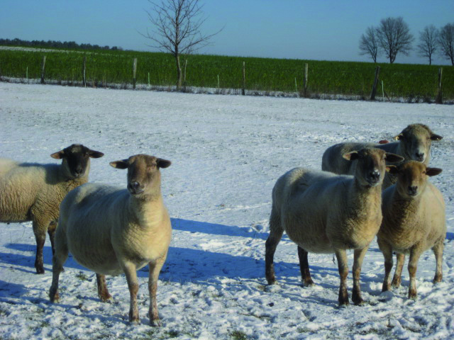 Winter 2012 016