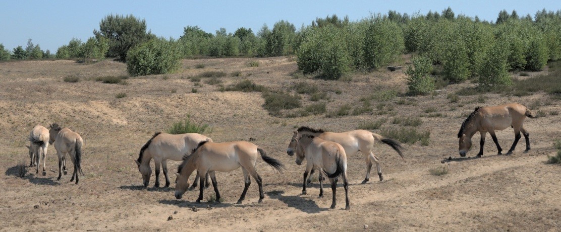 wildnis-und-natürliche-vielfalt-01